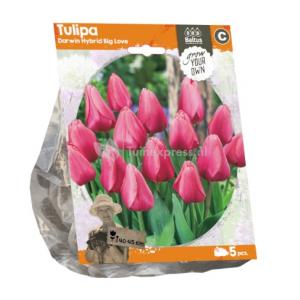 Baltus Tulipa Darwin Hybrid Big Love tulpen bloembollen per 5 stuks